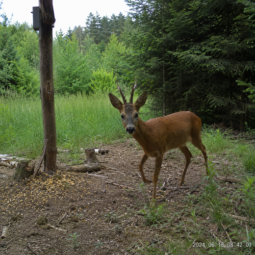 Rudolf N.